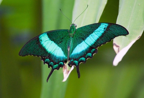 Photo:  Tropical Butterfly